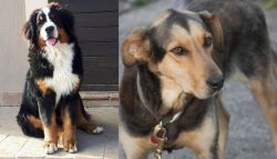 Mountain Burmese vs Huntaway - Breed Comparison