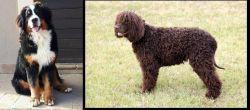 Mountain Burmese vs Irish Water Spaniel - Breed Comparison