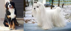 Mountain Burmese vs Maltese - Breed Comparison