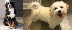 Mountain Burmese vs Maltipoo - Breed Comparison