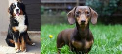 Mountain Burmese vs Miniature Dachshund - Breed Comparison