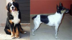 Mountain Burmese vs Miniature Fox Terrier - Breed Comparison