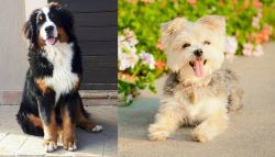 Mountain Burmese vs Morkie - Breed Comparison