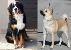 Mountain Burmese vs Norwegian Buhund - Breed Comparison