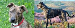 Mountain Cur vs Alaunt - Breed Comparison