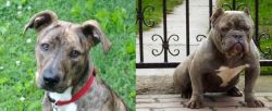 Mountain Cur vs American Bully - Breed Comparison