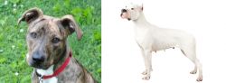 Mountain Cur vs Argentine Dogo - Breed Comparison