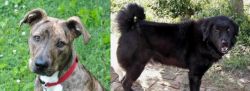 Mountain Cur vs Bakharwal Dog - Breed Comparison