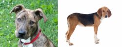 Mountain Cur vs Beagle-Harrier - Breed Comparison