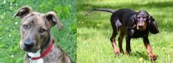 Mountain Cur vs Black and Tan Coonhound - Breed Comparison