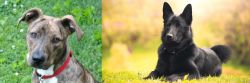 Mountain Cur vs Black Norwegian Elkhound - Breed Comparison