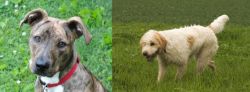 Mountain Cur vs Briquet Griffon Vendeen - Breed Comparison