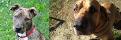 Mountain Cur vs Cabecudo Boiadeiro - Breed Comparison