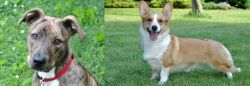 Mountain Cur vs Cardigan Welsh Corgi - Breed Comparison