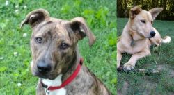 Mountain Cur vs Carolina Dog - Breed Comparison