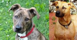 Mountain Cur vs Combai - Breed Comparison
