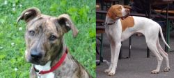 Mountain Cur vs English Pointer - Breed Comparison