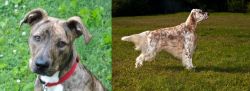 Mountain Cur vs English Setter - Breed Comparison