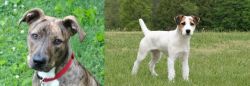 Mountain Cur vs Jack Russell Terrier - Breed Comparison