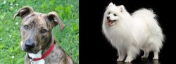 Mountain Cur vs Japanese Spitz - Breed Comparison