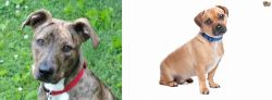 Mountain Cur vs Jug - Breed Comparison