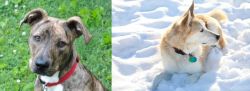 Mountain Cur vs Labrador Husky - Breed Comparison
