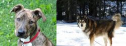 Mountain Cur vs Mackenzie River Husky - Breed Comparison