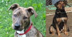 Mountain Cur vs New Zealand Huntaway - Breed Comparison