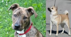 Mountain Cur vs Norwegian Buhund - Breed Comparison