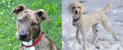 Mountain Cur vs Poodle - Breed Comparison