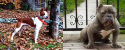 Mountain Feist vs American Bully - Breed Comparison