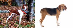 Mountain Feist vs Beagle-Harrier - Breed Comparison