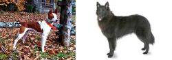 Mountain Feist vs Belgian Shepherd - Breed Comparison