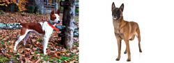 Mountain Feist vs Belgian Shepherd Dog (Malinois) - Breed Comparison