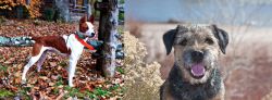 Mountain Feist vs Border Terrier - Breed Comparison