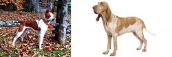 Mountain Feist vs Bracco Italiano - Breed Comparison