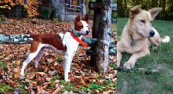 Mountain Feist vs Carolina Dog - Breed Comparison