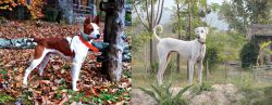 Mountain Feist vs Chippiparai - Breed Comparison