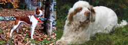 Mountain Feist vs Clumber Spaniel - Breed Comparison