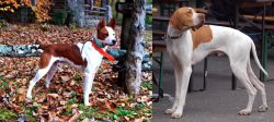 Mountain Feist vs English Pointer - Breed Comparison