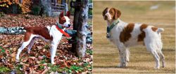 Mountain Feist vs French Brittany - Breed Comparison