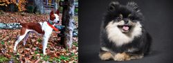 Mountain Feist vs German Spitz (Klein) - Breed Comparison