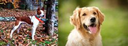 Mountain Feist vs Golden Retriever - Breed Comparison