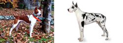 Mountain Feist vs Great Dane - Breed Comparison
