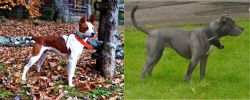 Mountain Feist vs Irish Bull Terrier - Breed Comparison