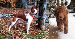 Mountain Feist vs Irish Doodles - Breed Comparison