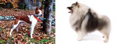 Mountain Feist vs Keeshond - Breed Comparison