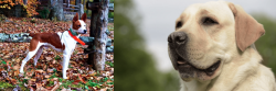 Mountain Feist vs Labrador Retriever - Breed Comparison
