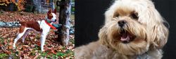 Mountain Feist vs Lhasapoo - Breed Comparison