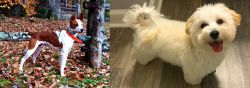 Mountain Feist vs Maltipoo - Breed Comparison